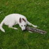 Betty als Welpe